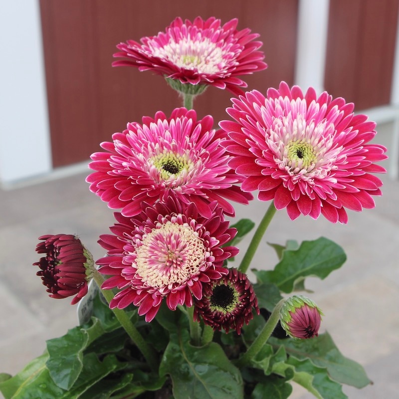 画像の現品 ガーデンガーベラ ガルビネアの八重咲き種 マジェスティック バーガンディ