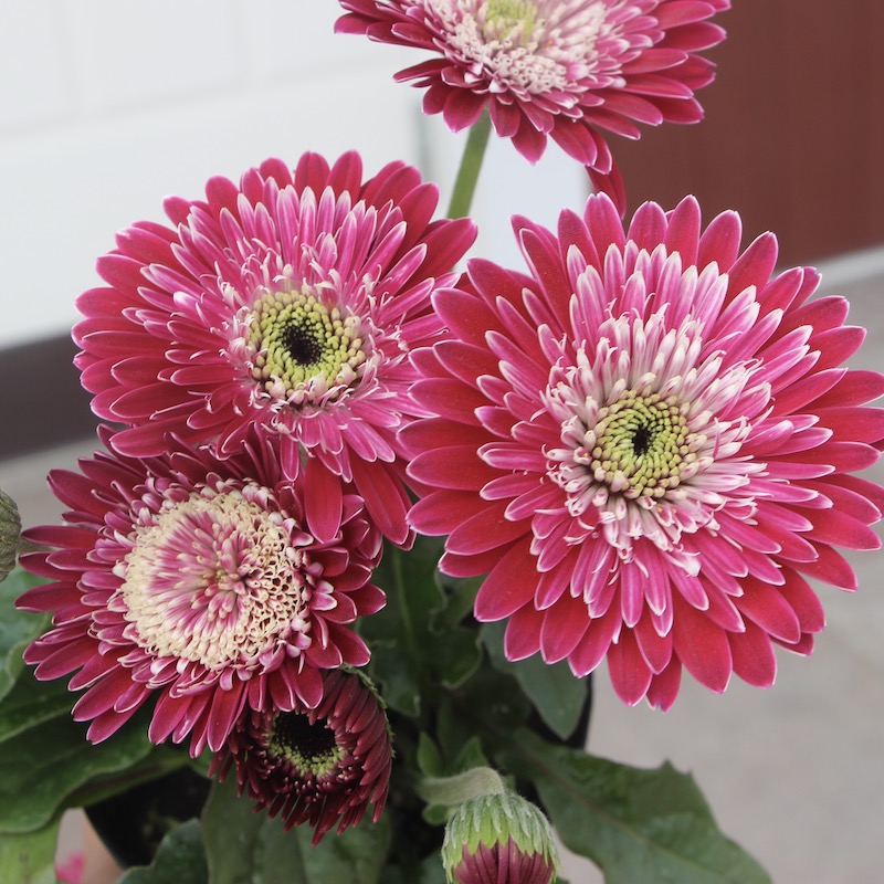 画像の現品 ガーデンガーベラ ガルビネアの八重咲き種 マジェスティック バーガンディ