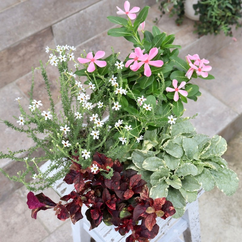 オススメ☆北島園芸さんのビンカ(日々草)「ひみこかざぐるま」 (3.5号