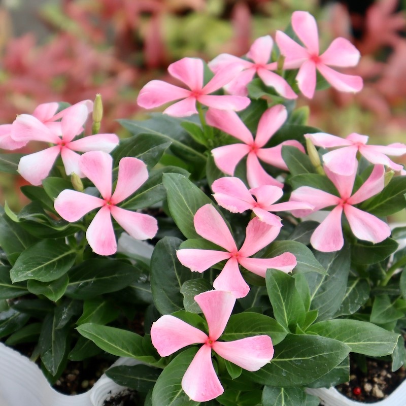 オススメ☆北島園芸さんのビンカ(日々草)「ひみこかざぐるま」 (3.5号