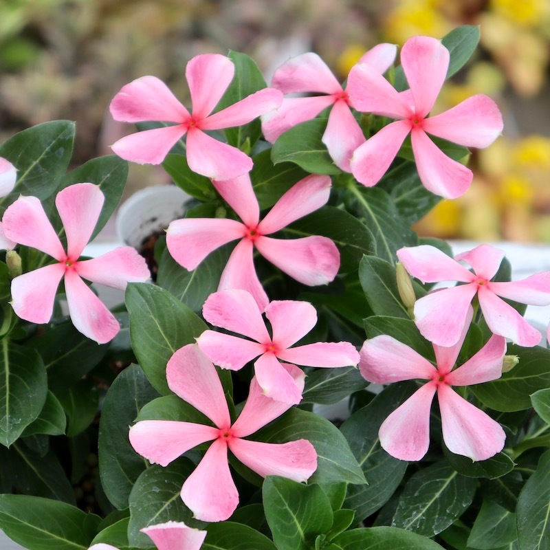 かこさま専用☆ハイビスカス　テンニンカ オススメ☆北島園芸さんのビンカ(日々草)「ひみこかざぐるま」 (3.5号