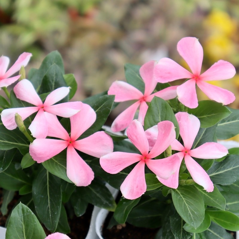 オススメ☆北島園芸さんのビンカ(日々草)「ひみこかざぐるま」 (3.5号