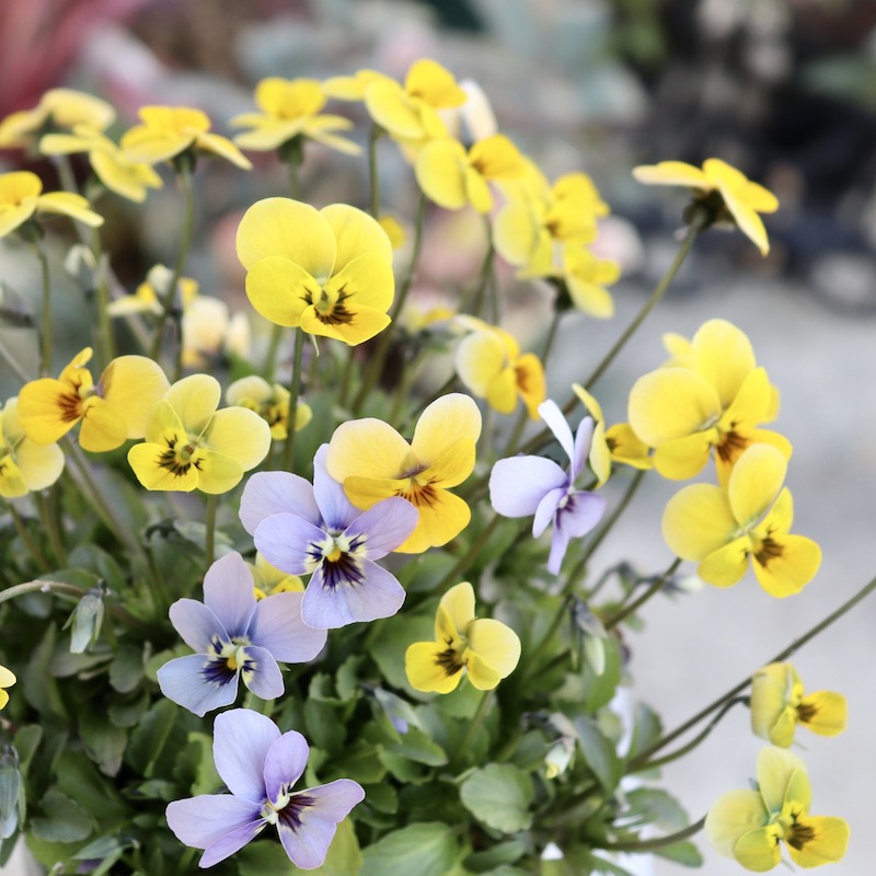 東洋マリア 5_000000006966.jpg?1707657465