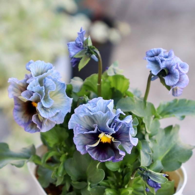 現品1点限り☆スペシャルなサトウ園芸さんのパンジー「クレール・ドゥ