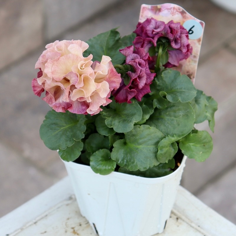 画像の現品1点限り☆スペシャルなサトウ園芸さんのパンジー・ローブ