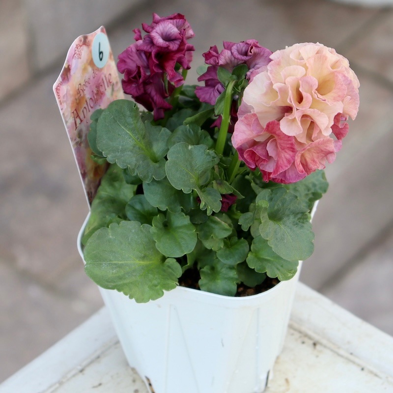 画像の現品1点限り☆スペシャルなサトウ園芸さんのパンジー・ローブ