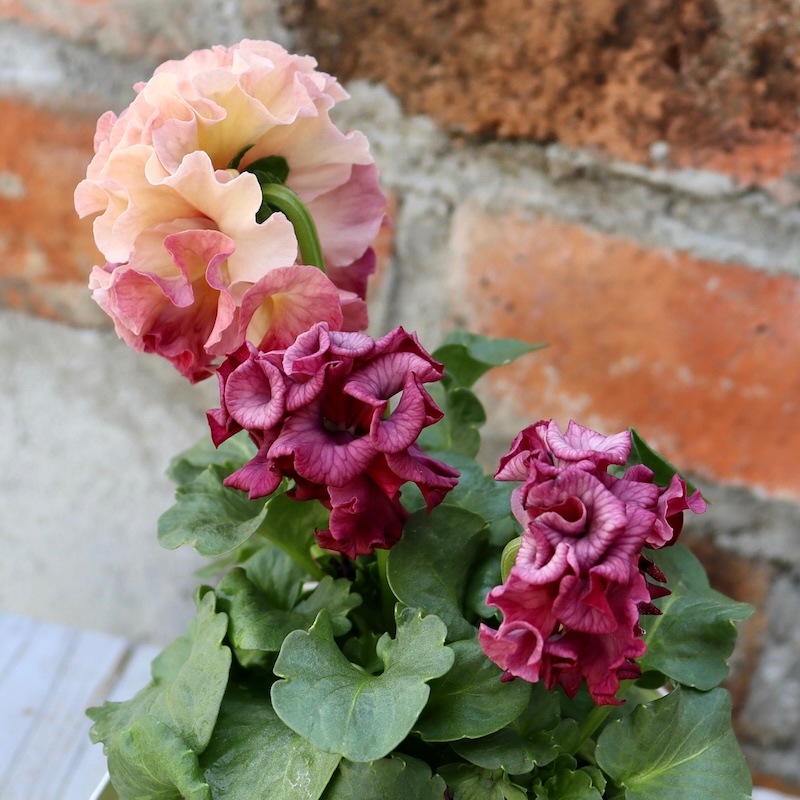 花苗】101 サトウ園芸 ローブ・ドゥ・アントワネット パンジー 苗