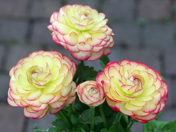 ラナンキュラス「綾リッチ」4番(3.5号ポット)