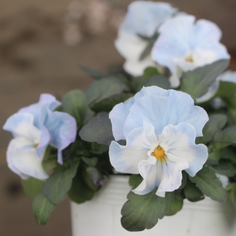 シエルブリエ21 Cielbriller シエルブリエ, original viola, #flowers