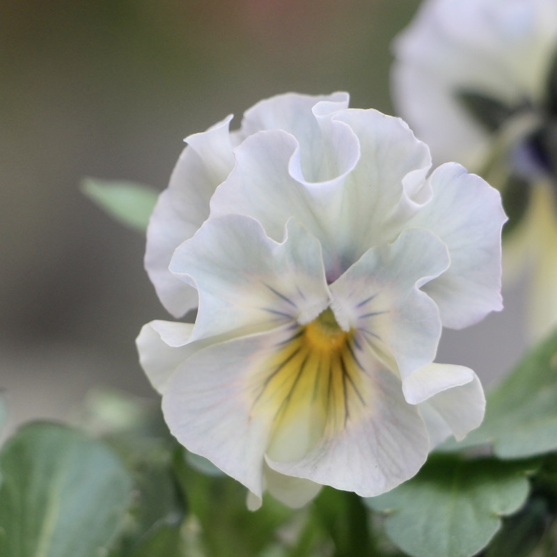 画像の現品1点限り☆花日和さんのフリル咲きビオラ「イリスプリエール