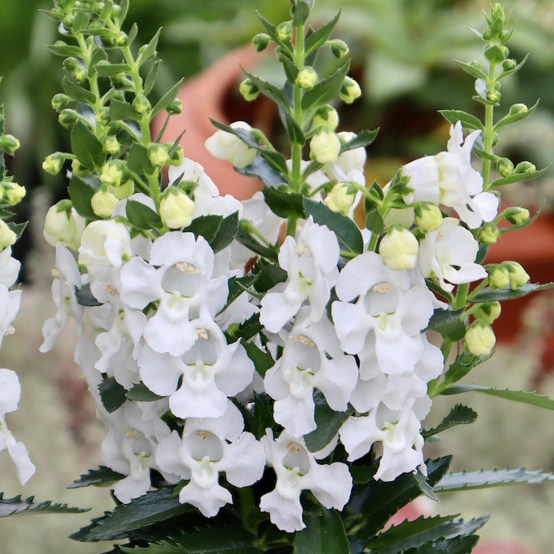 純白!! アンゲロニア・エンジェルス「ホワイト」(3.5号ポット)