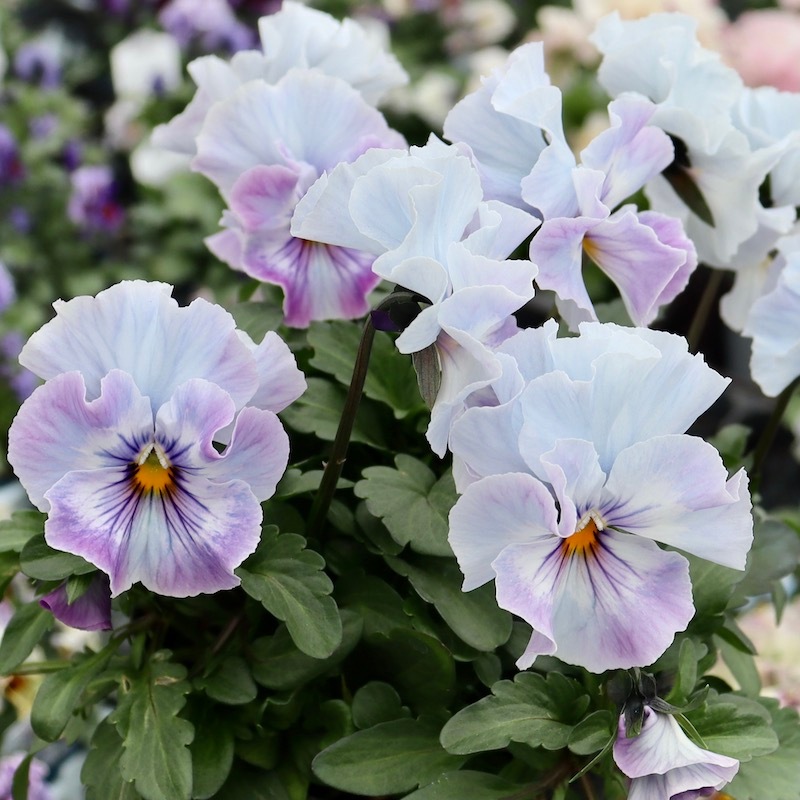 画像の現品1点限り!! 超良株☆桂楓園さんのパンジー「フェデネージュ