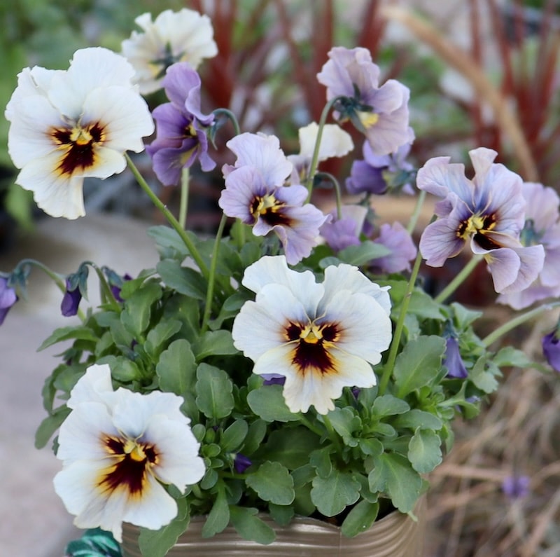 ビオラレディ 4ポットセット ビオラレディ 4ポットセット 園芸ネット