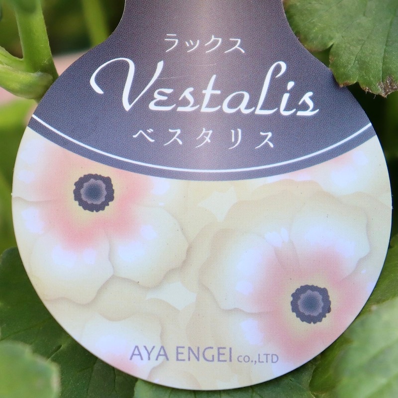 画像(最後の6枚)の現品1点限り☆レア色!!ラナンキュラス・ラックス