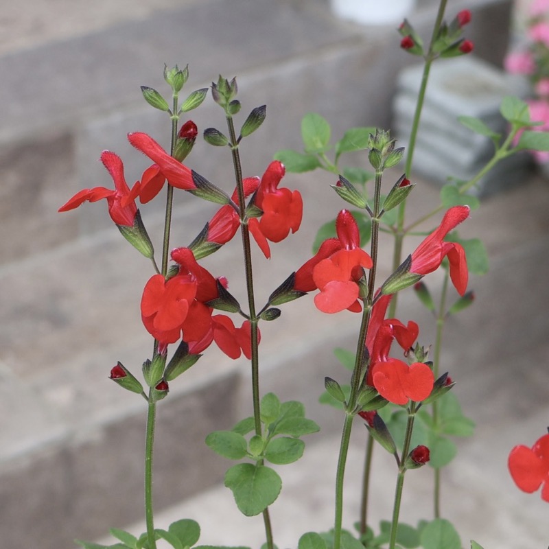 お得な2本植え♪《現品1点限り☆希少品種》チェリーセージ「レッド