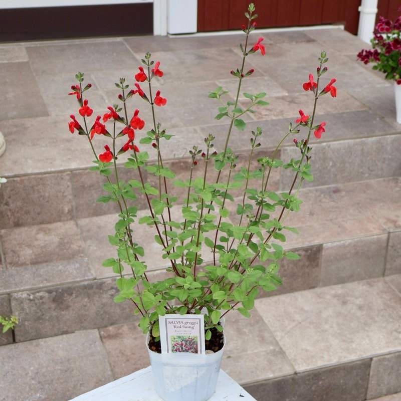 お得な2本植え♪《現品1点限り☆希少品種》チェリーセージ「レッド