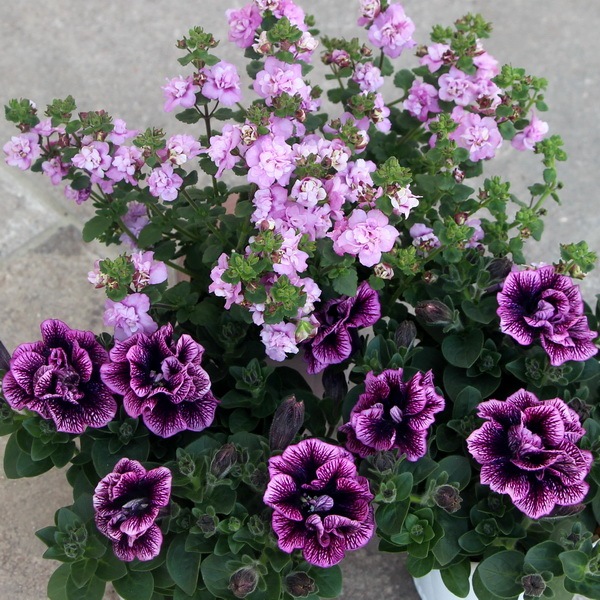 バラ咲きバコパ・コピア「ダブルピンクパール」(3号ロングポット)