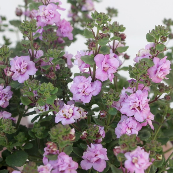 バラ咲きバコパ・コピア「ダブルピンクパール」(3号ロングポット)