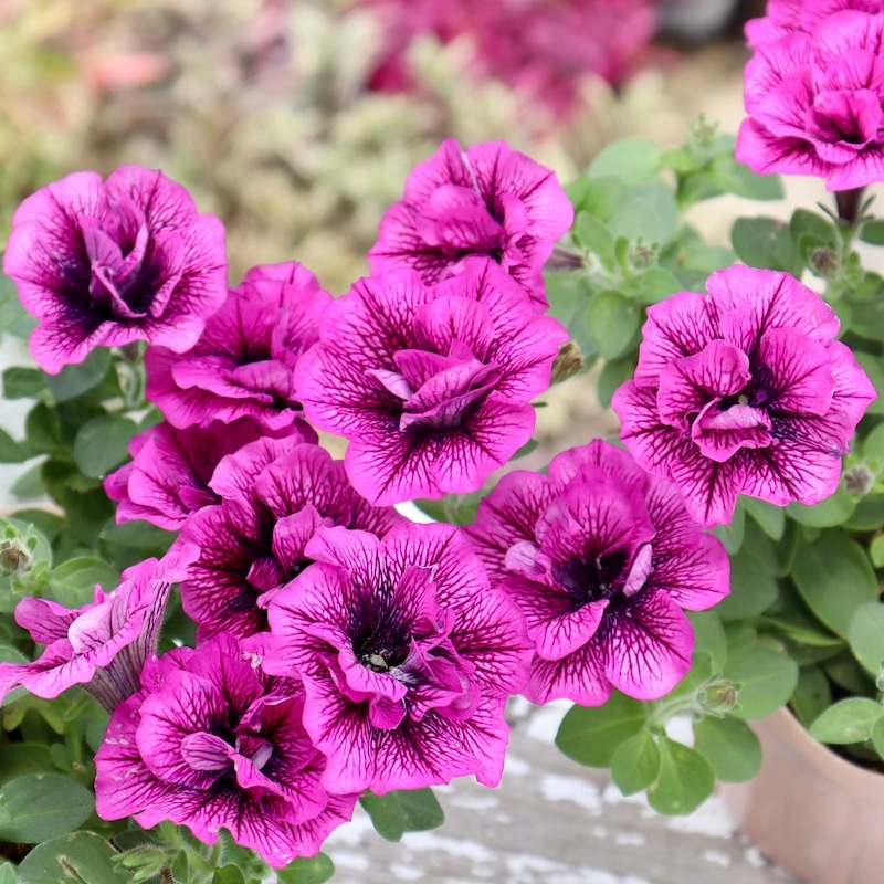 やちむん　チューカー やちむん與那城 チューカー 急須 ポット うつわのわ田 | 商品