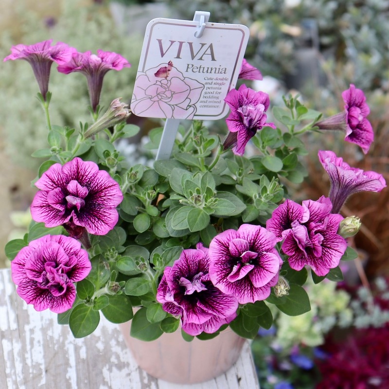 シュガー SP 2枚 八重咲きペチュニア・VIVA「シュガープラム」(3.5号ポット)