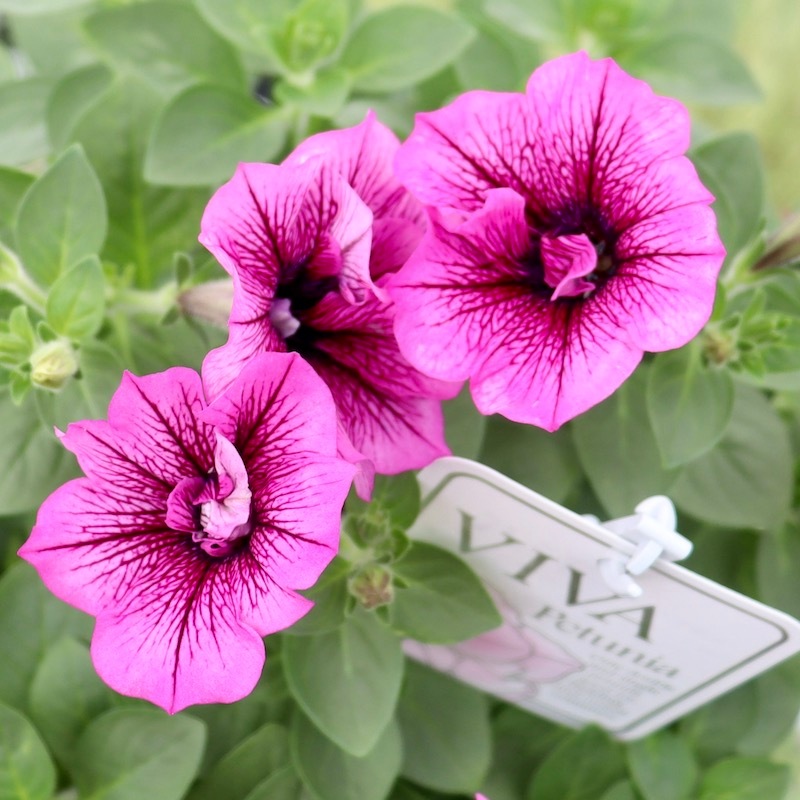 八重咲きペチュニア・VIVA「シュガープラム」(3.5号ポット)