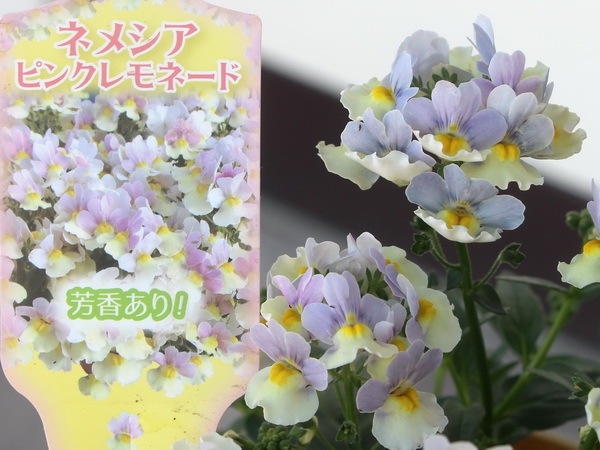 芳香宿根ネメシア ピンクレモネード 3 5号ポット 芳香宿根ネメシア ピンクレモネード 3 5号ポット