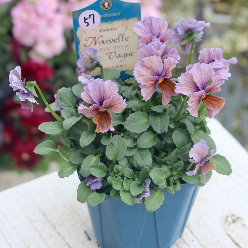 1点限り☆スペシャルなサトウ園芸さんのビオラ・ヌーヴェルヴァーグ