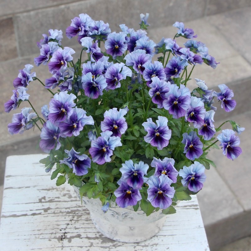 お値打ち1点物☆あのビオラ「レディ」の秘蔵っ子見本鉢!!こっそり公開