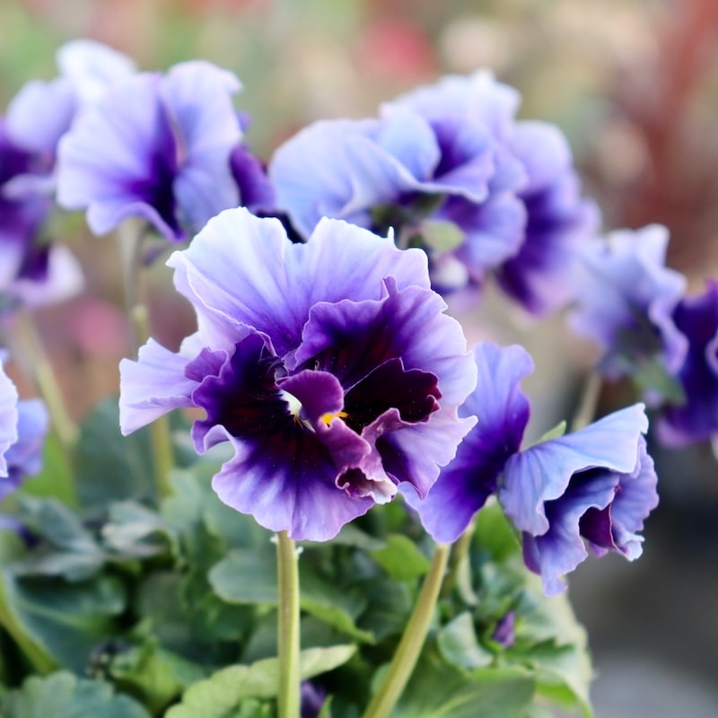 画像の現品1点限り!! 超良株☆桂楓園さんのパンジー「フェデネージュ