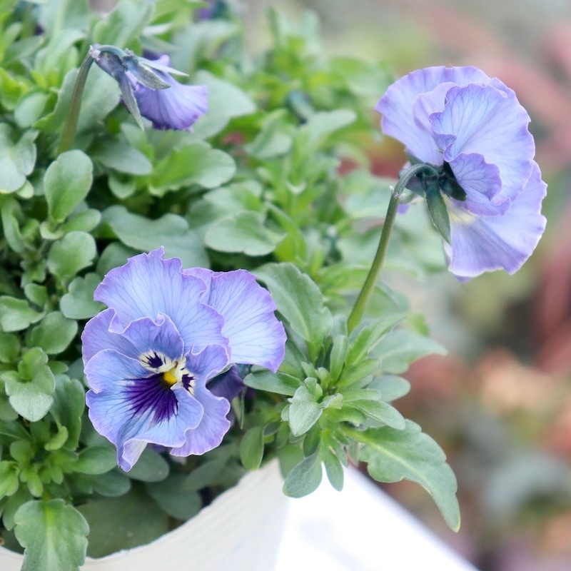 特大☆画像の現品!! 石川園芸さんのビオラ「レディ」スペシャル＜SP45＞