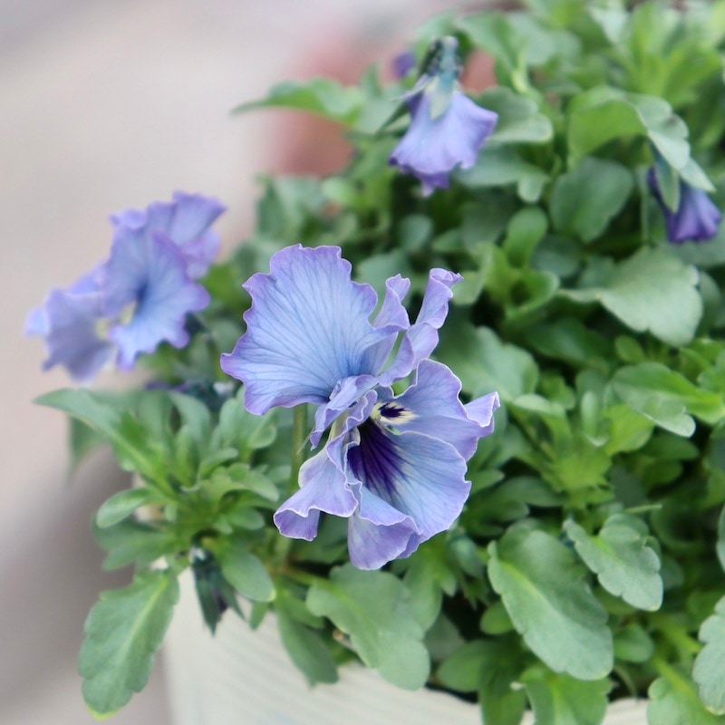 ビオラレディ　b 特大☆画像の現品!! 石川園芸さんのビオラ「レディ」スペシャル＜SP45＞