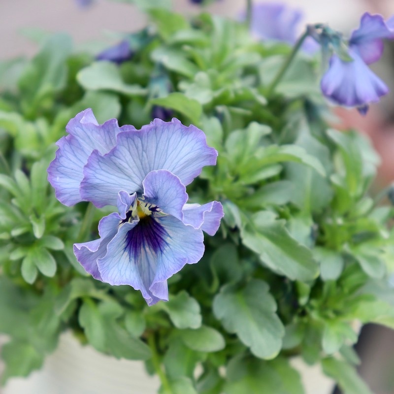 ら*む様 ビオラレディ苗　7番　6番　5番 特大☆画像の現品!! 石川園芸さんのビオラ「レディ」スペシャル＜SP45＞