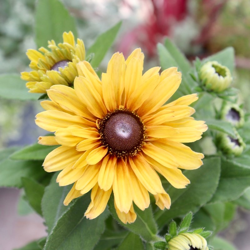 現品1点限り!!希少苗☆ルドベキア・サハラ☆No.8(3号ロングポット)