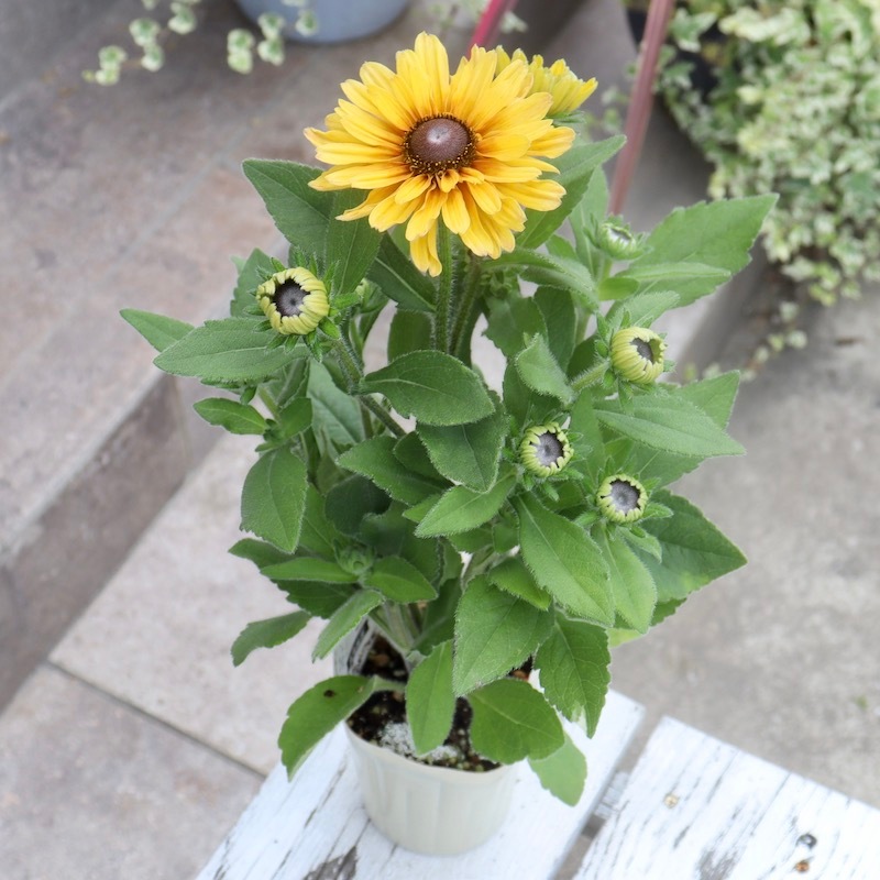 現品1点限り!!希少苗☆ルドベキア・サハラ☆No.8(3号ロングポット)