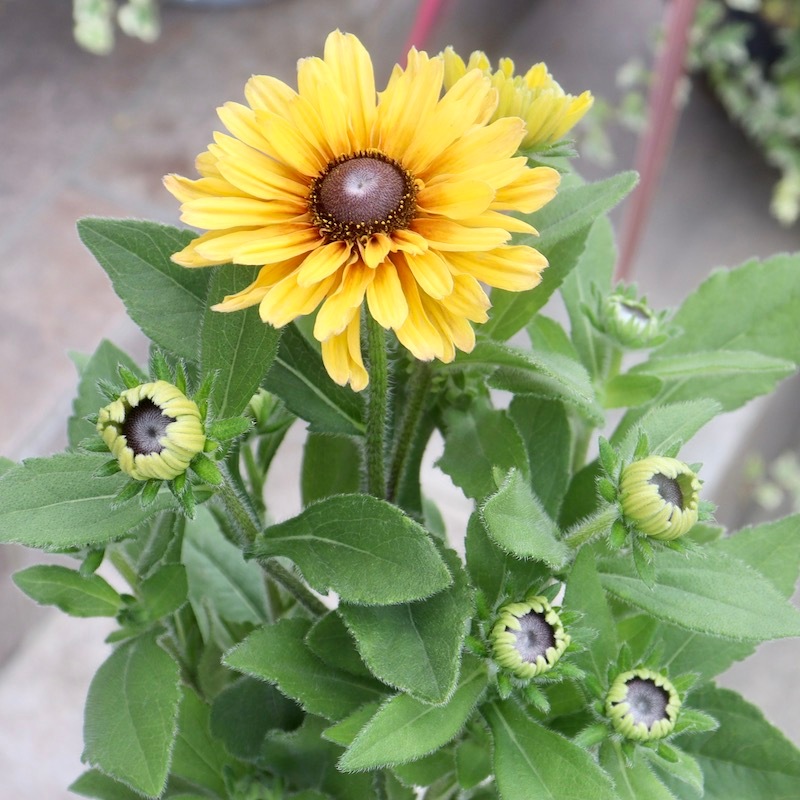 現品1点限り!!希少苗☆ルドベキア・サハラ☆No.8(3号ロングポット)