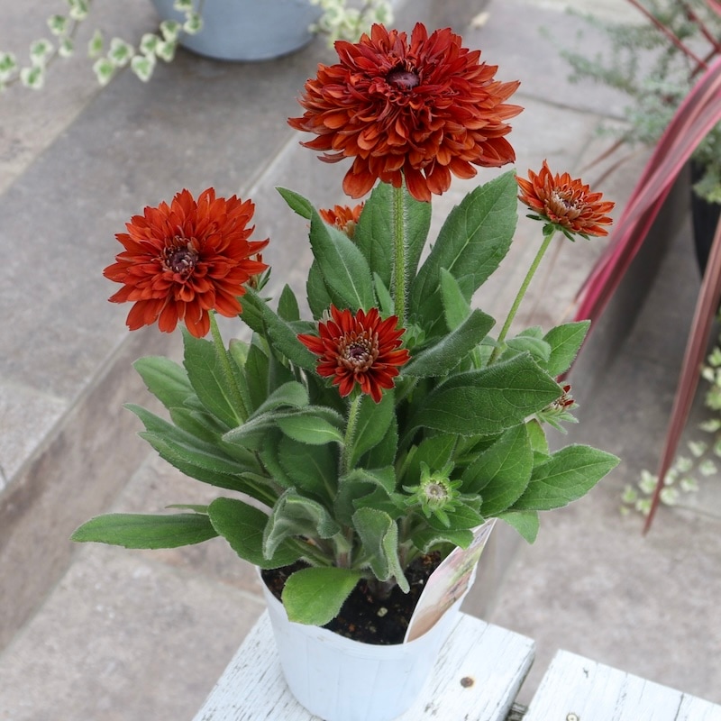 レア、切花品種　紅☆☆　小苗 千日紅 種 【 切り花用 混合 】 実咲小袋 （ 千日紅の種