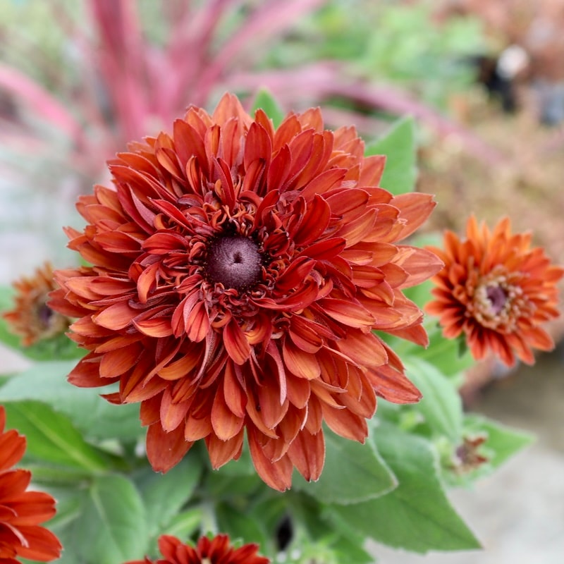 画像の現品!!希少苗☆ルドベキア・キャラメルミックス☆No.59