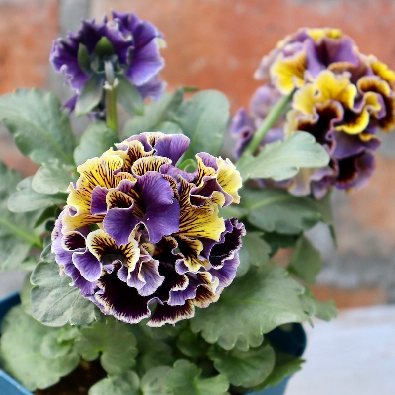 画像の現品1点限り☆サトウ園芸さんのパンジー「ドラキュラ」(42番)