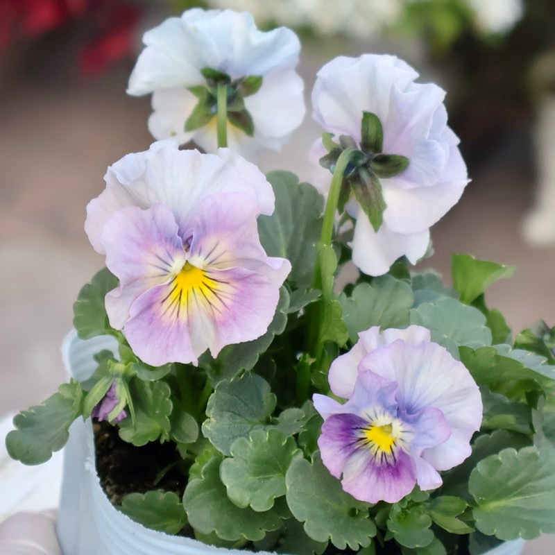 画像の現品1点限り☆桐生ふぁ~む×花日和さんのビオラ「アイクルール