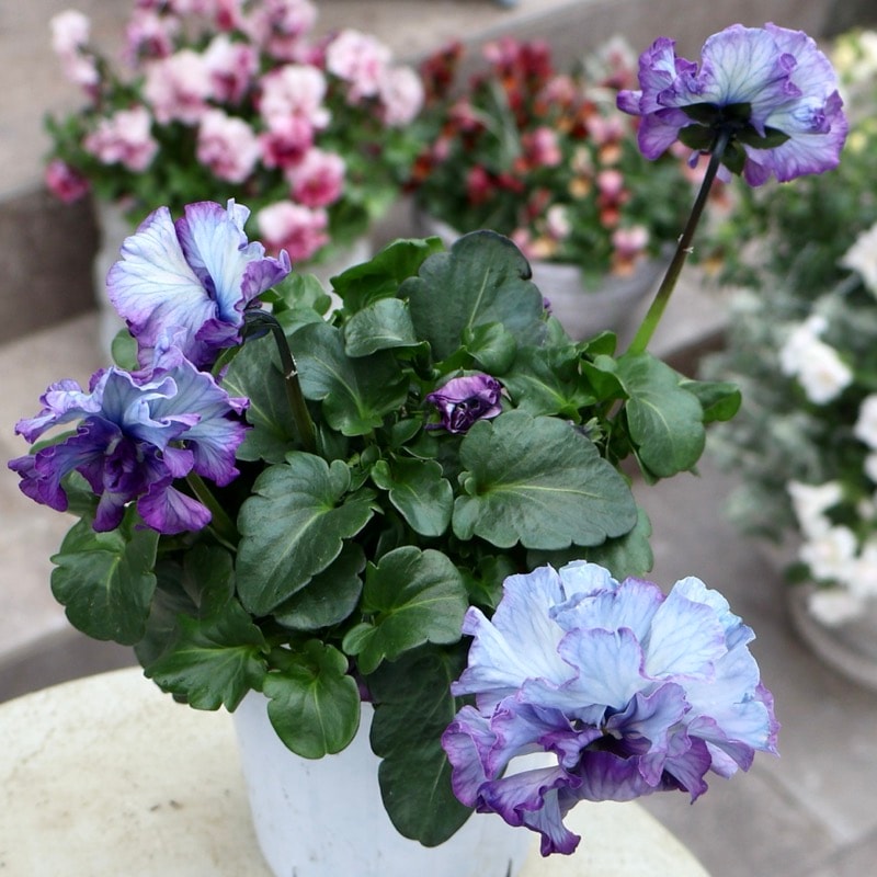 25年秋-26年春の新品種 》最後の現品1点限り☆桂楓園さんのパンジー