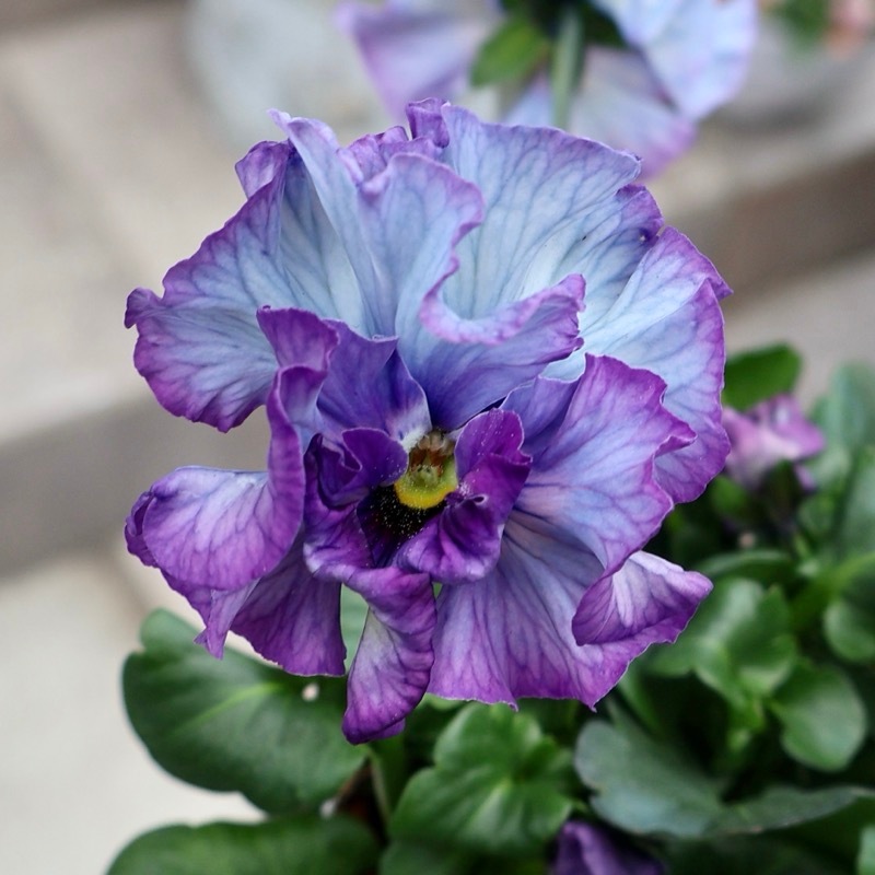 25年秋-26年春の新品種 》最後の現品1点限り☆桂楓園さんのパンジー