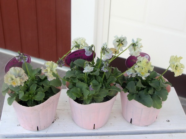 コウロギさん育種ビオラ「NOBUKOセレクション」＜12＞