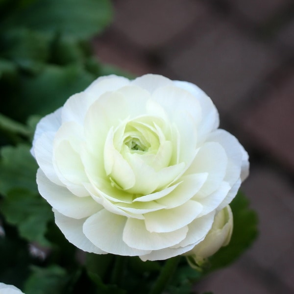 ラナンキュラス「綾リッチ」6番(3.5号ポット)