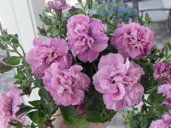 ◆ボリューム満点◆アンティークピンク　ペチュニア　5号鉢 ◇ボリューム満点◇アンティークピンク ペチュニア 5号鉢