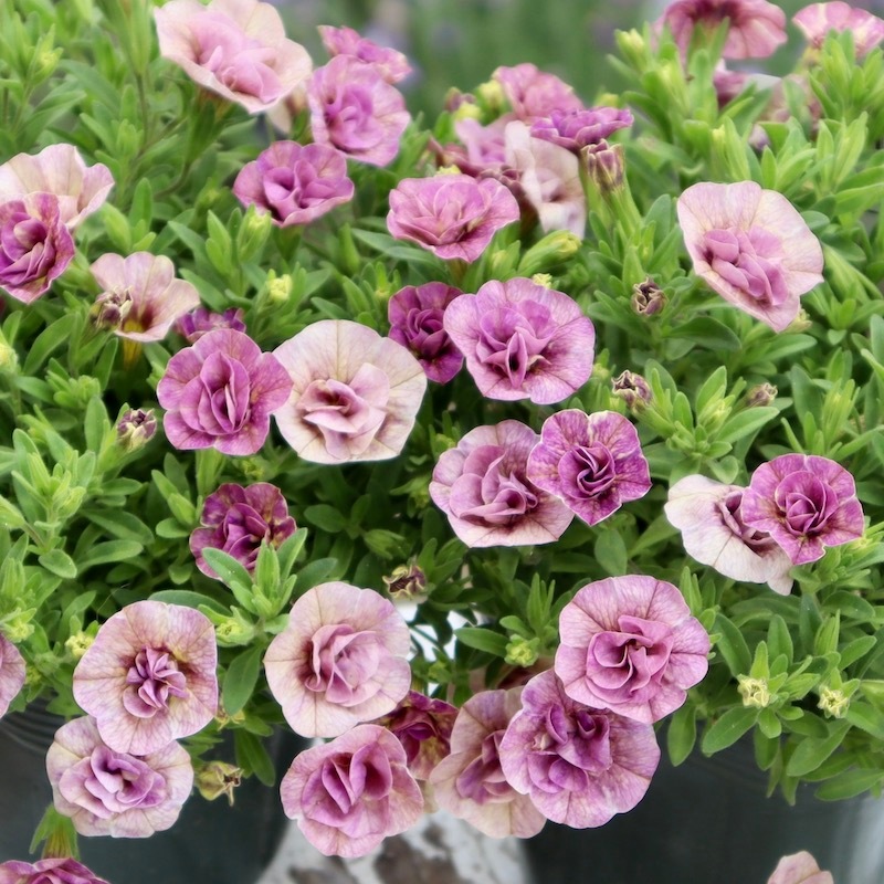 ゲリラ限定値引き5000円新品ガネーシャコブラ像青い箱付きグリーンアベンチュリン Amazon.co.jp: AZ(エーゼット) リチウムグリース ジャバラ 40g