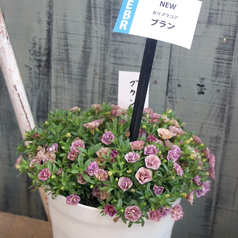 新色☆ゲブラさんのカリブラコア・NOZOMI「ブラン」(3.5号ポット)