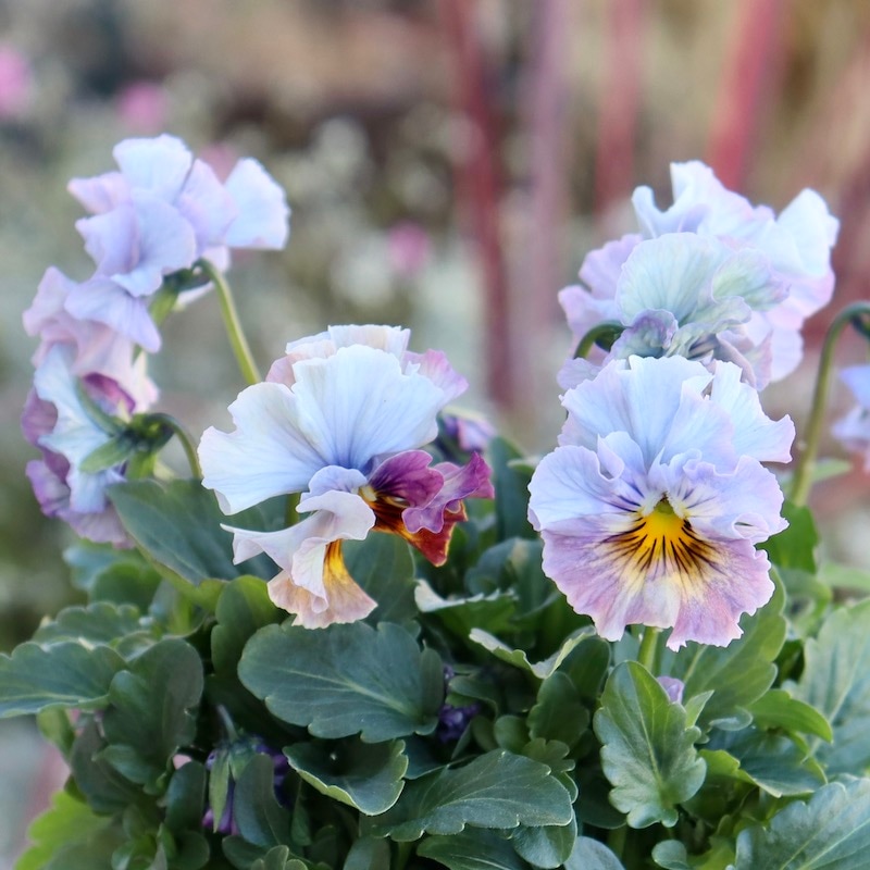 画像の現品1点限り!! 超良株☆桂楓園さんのパンジー「フェデネージュ