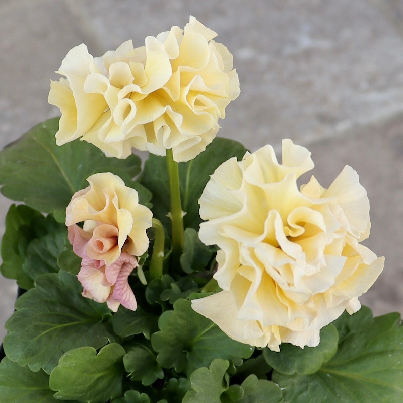 吉村農園さん生産の八重咲きパンジー「プリンセスKEIKO」お色お任せ