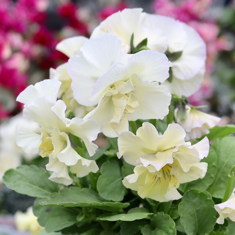 吉村農園さん生産の八重咲きパンジー「プリンセスKEIKO」お色お任せ