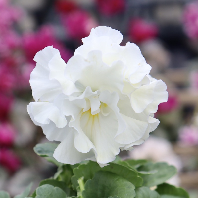 吉村農園さん生産の八重咲きパンジー「プリンセスKEIKO」お色お任せ